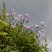 Dianthus superbus,, Prachts-Nelke - 2012-08-15-_DSC1722