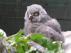 Snowy Owl owlet