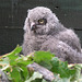Snowy Owl owlet