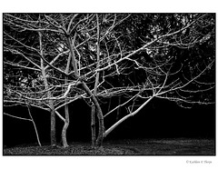 Tree in black and white