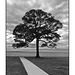 Tree silhouette in black and white