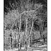 Trees in snow black and white