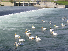 At the Weir
