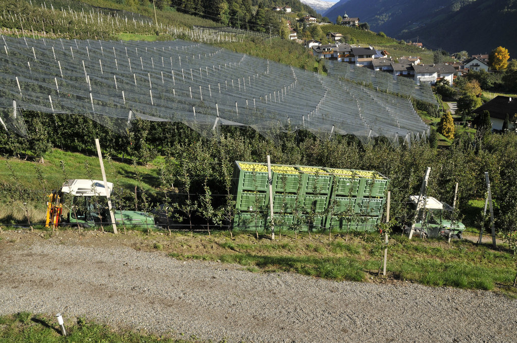 Transport von geernteten Äpfeln im Südtirol - 2013-10-18 -_DSC9325 - Copy