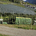 Transport von geernteten Äpfeln im Südtirol - 2013-10-18 -_DSC9325 - Copy
