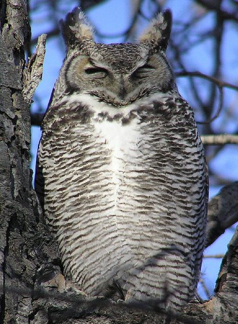 great horned owl