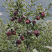 Apfel, Äpfel, Sorte 'Red Delicious' - 2013-10-04_DSC8403 - Copy