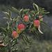 Apfel, Äpfel, Sorte 'Golden Delicious' - 2013-10-04_DSC8476 - Copy