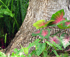 Caladiums are we ... green & red & white.. spots .. splashes of color ..