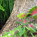 Caladiums are we ... green & red & white.. spots .. splashes of color ..