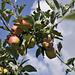 Apfel, Äpfel, Sorte 'Gala' - 2013-09-01_DSC8345 - Copy