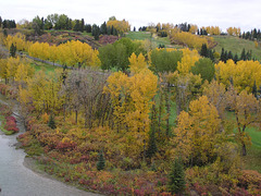 Elbow River in fall