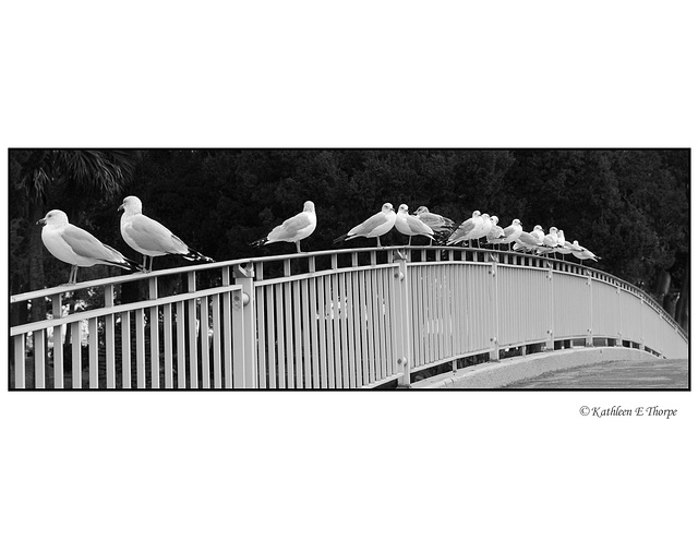 Seagulls on fence in black and white