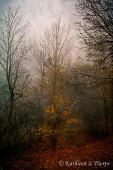 Autumn Woods - Shadowbox Texture