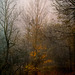 Autumn Woods - Shadowbox Texture