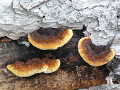 Fungi - Comprueba Inonotus sp.
