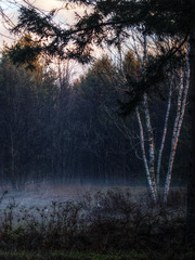 birches and mist