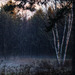 birches and mist