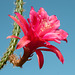 Disocactus-Epiphyllum-Hybride, Aporophyllum - 2013-06-17-_DSC5816