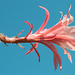 Disocactus-Epiphyllum-Hybride, Aporophyllum ,Dawn' - 2013-06-17-_DSC5798
