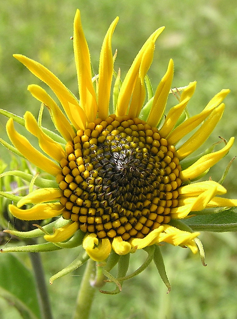 Maximillan Sunflower