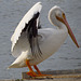 Pelican profile ..