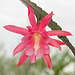 Disocactus-Epiphyllum-Hybride 'Wendy May' (?) - 2013-04-26-_DSC5117