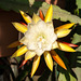 Disocactus-Epiphyllum-Hybride 'De Looze 01' - 2013-04-24-_DSC4984