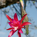 Disocactus-Epiphyllum-Hybride - 2013-04-18-_DSC4887