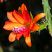 Disocactus aff. cinnabarinus / Patzun - 2012-05-26-_DSC9423