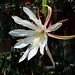 Disocactus-Epiphyllum-Hybride - 2012-05-25-_DSC9399