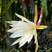 Disocactus-Epiphyllum-Hybride - 2011-04-15-_DSC6323
