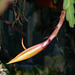 Disocactus-Epiphyllum-Hybride - 2011-04-13-_DSC6302