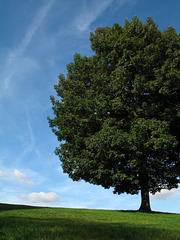 A Tree Grows in Greenwich