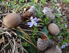 Heartsease & Acorns, tiny Blueits & Wood Sorrel leaves