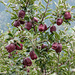 Äpfel 'Red Delicious' - 2013-10-04-_DSC8404