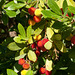 Westlicher Erdbeerbaum, Arbutus unedo - 2013-10-17-_DSC9259 neu