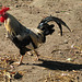Rooster and His Shadow