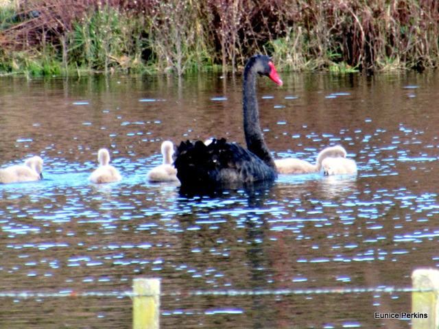 Mama Swan and Her Cygnets.