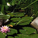 Lily Pond Revisited