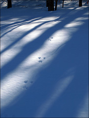 tracks & shadows