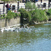 Worcester 2013 – Swan and gull feeding
