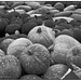 Pumpkins in black and white