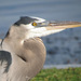 Another Link in the Chain - eye of the Great Blue Heron..
