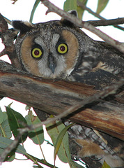 Long-eared Owl 2