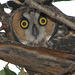 Long-eared Owl 3