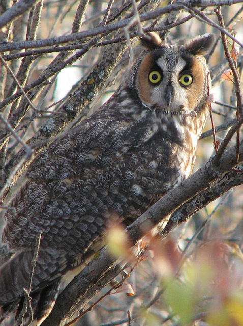 Long-eared Owl 4