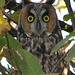Long-eared Owl 1