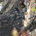 Long-eared Owl 5
