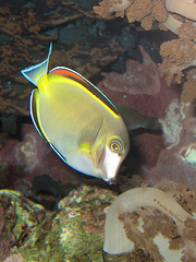 Fisch - Gelbklingen-Nasendoktor (Wilhelma)